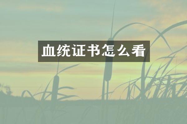 血统证书怎么看