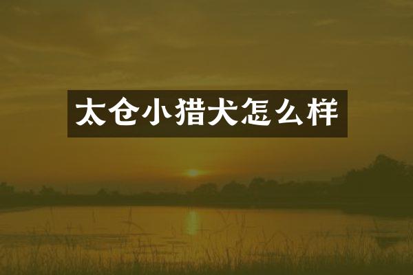 太仓小猎犬怎么样