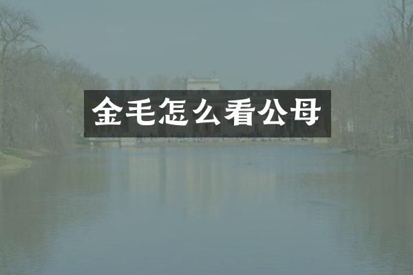金毛怎么看公母