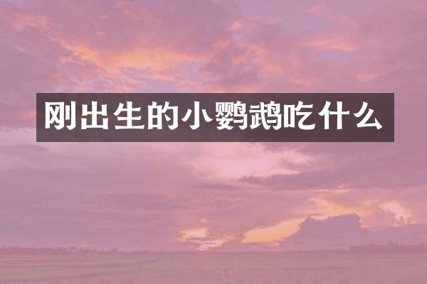 刚出生的小鹦鹉吃什么