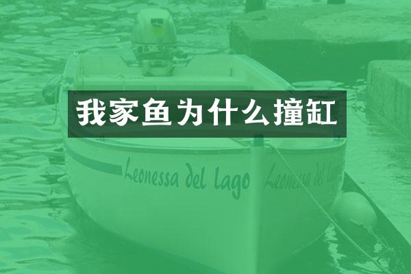 我家鱼为什么撞缸