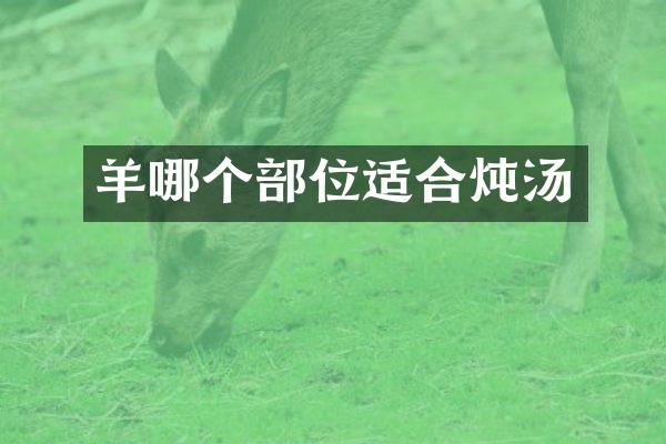 羊哪个部位适合炖汤