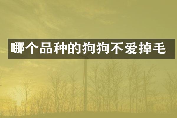 哪个品种的狗狗不爱掉毛
