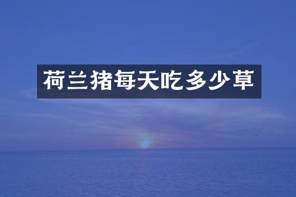 荷兰猪每天吃多少草