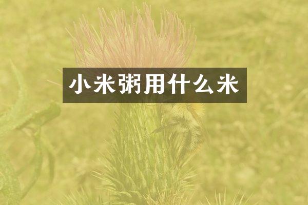 小米粥用什么米