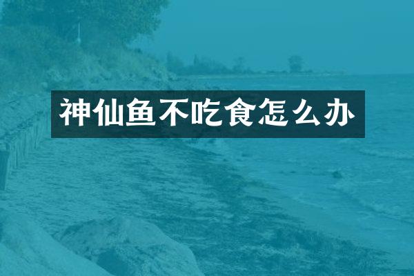 神仙鱼不吃食怎么办