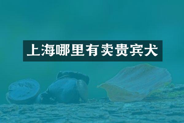 上海哪里有卖贵宾犬