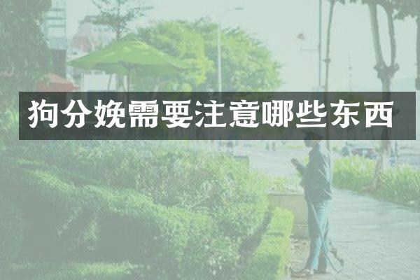 狗分娩需要注意哪些东西