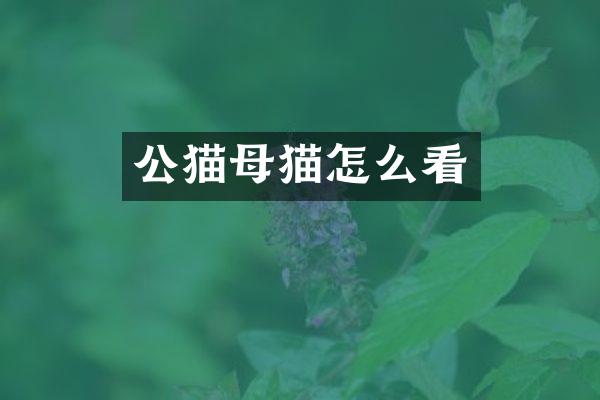 公猫母猫怎么看