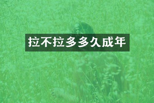 拉不拉多多久成年