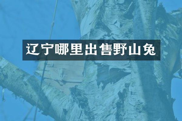 辽宁哪里出售野山兔