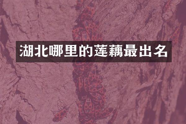 湖北哪里的莲藕最出名