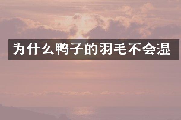 为什么鸭子的羽毛不会湿