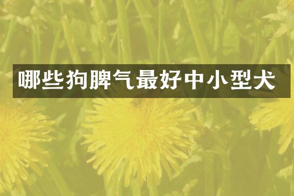 哪些狗脾气最好中小型犬