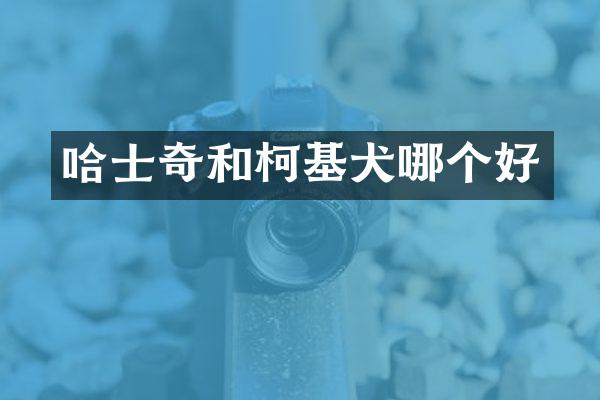 哈士奇和柯基犬哪个好