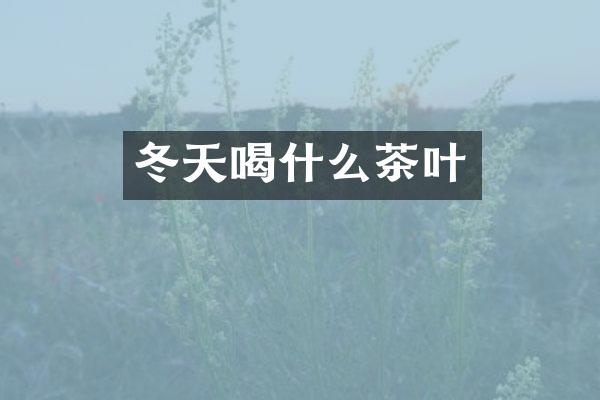 冬天喝什么茶叶