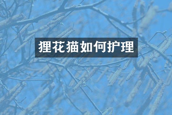 狸花猫如何护理