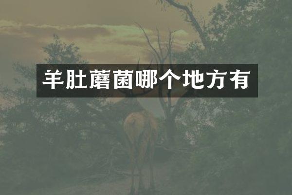 羊肚蘑菌哪个地方有