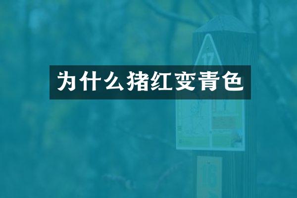 为什么猪红变青色