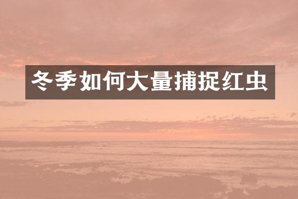 冬季如何大量捕捉红虫