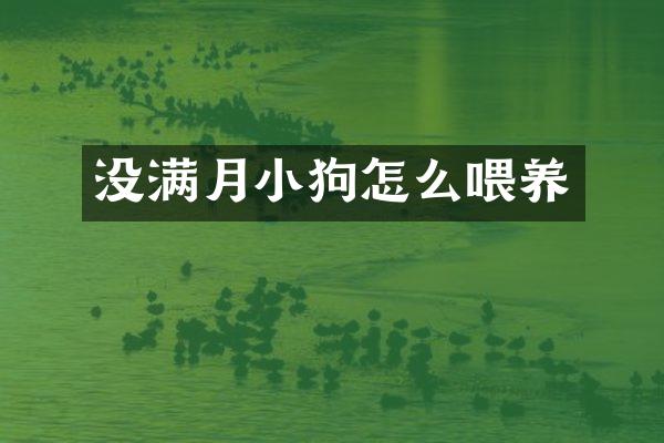 没满月小狗怎么喂养
