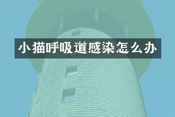 小猫呼吸道感染怎么办