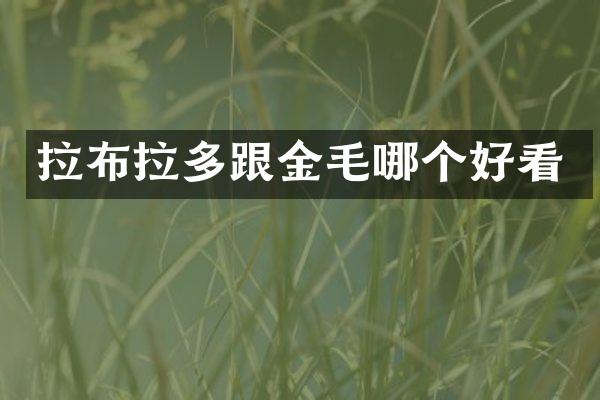 拉布拉多跟金毛哪个好看