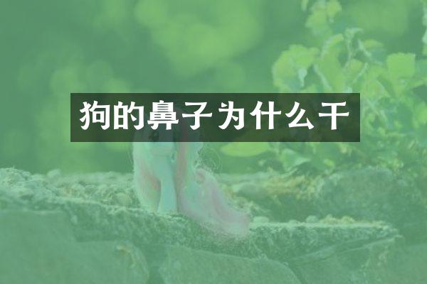 狗的鼻子为什么干