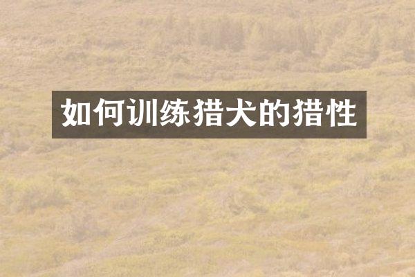 如何训练猎犬的猎性
