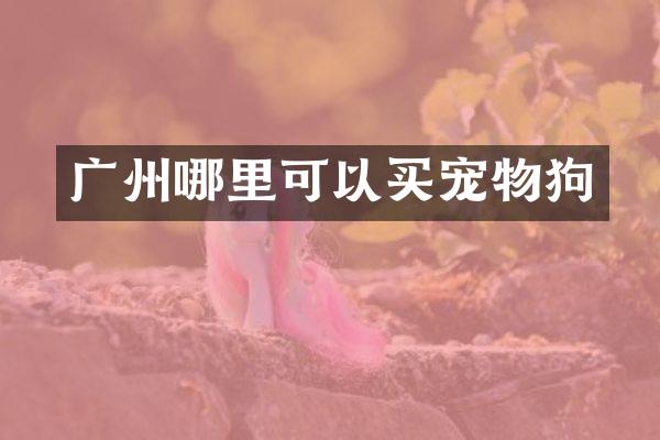 广州哪里可以买宠物狗