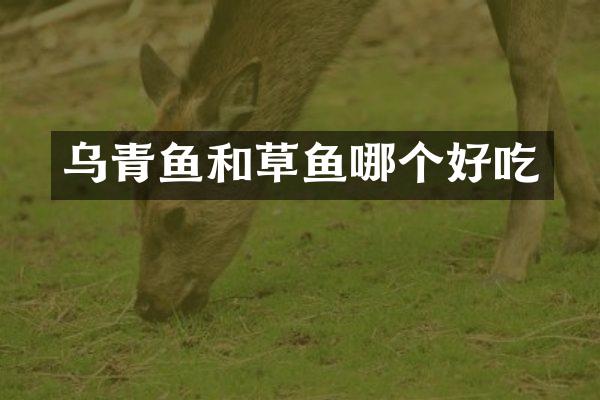 乌青鱼和草鱼哪个好吃