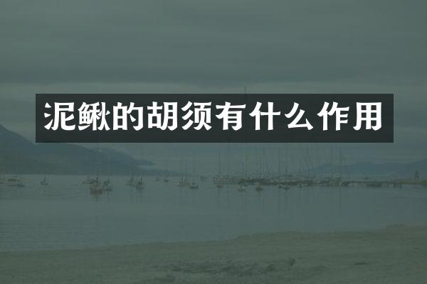 泥鳅的胡须有什么作用