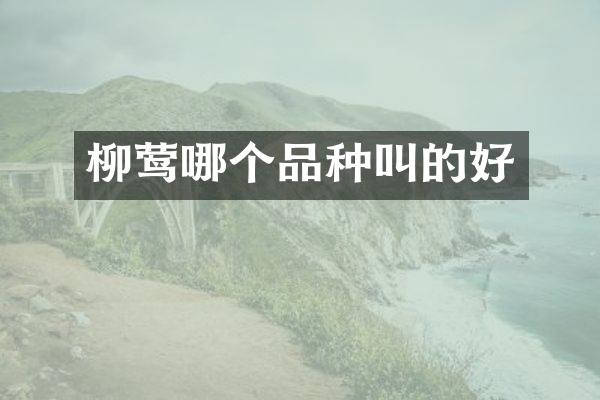柳莺哪个品种叫的好