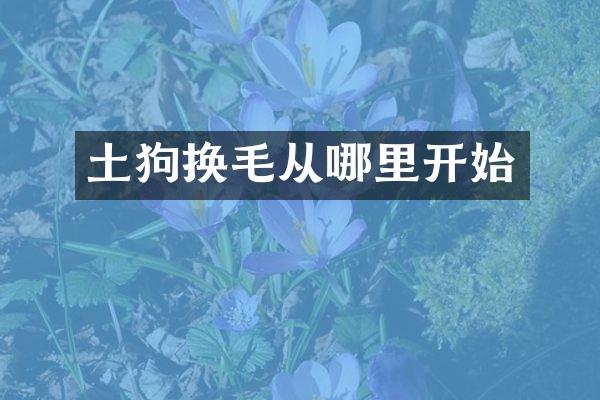 土狗换毛从哪里开始