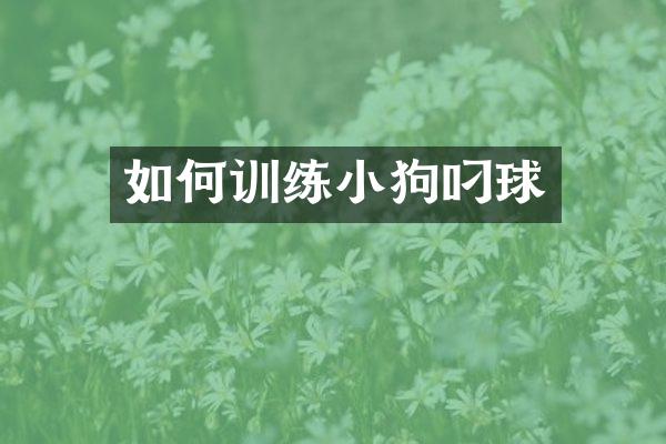 如何训练小狗叼球