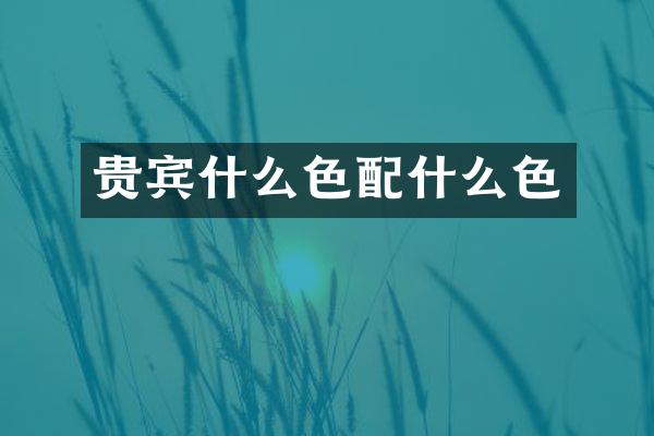 贵宾什么色配什么色