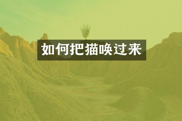 如何把猫唤过来