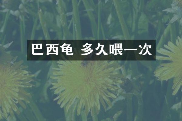 巴西龟 多久喂一次