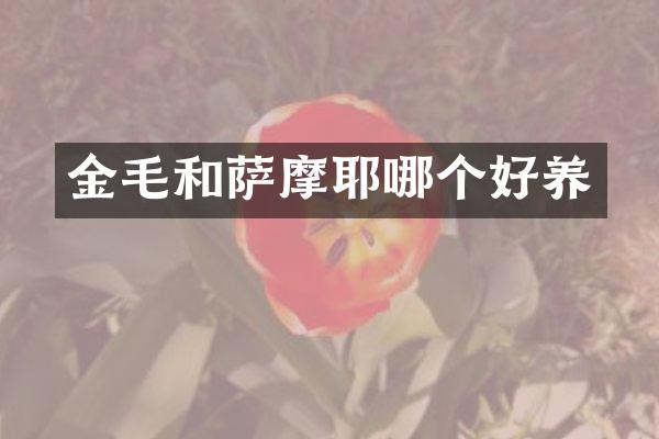 金毛和萨摩耶哪个好养