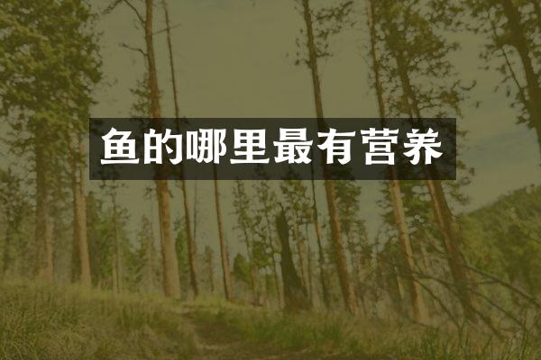 鱼的哪里最有营养