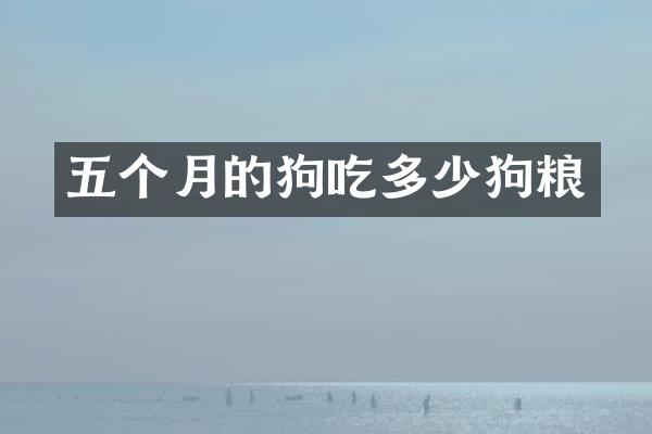 五个月的狗吃多少