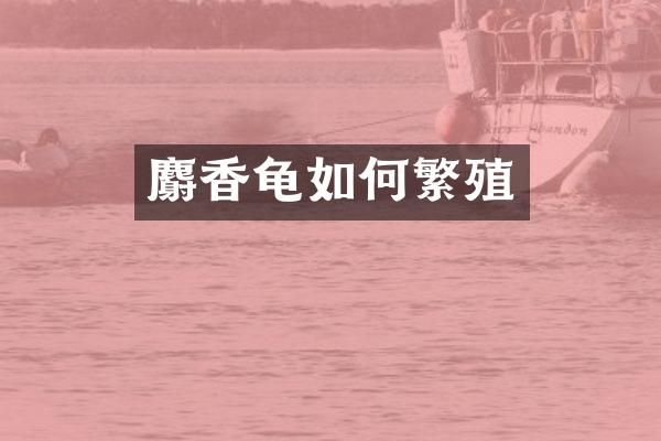 麝香龟如何繁殖