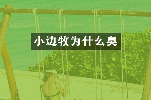 小边牧为什么臭