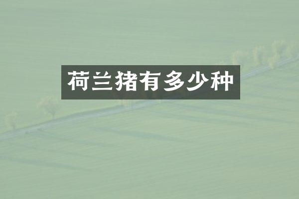 荷兰猪有多少种