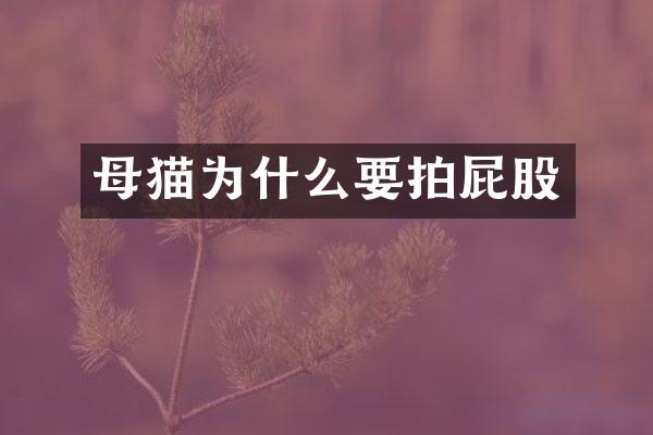 母猫为什么要拍屁股