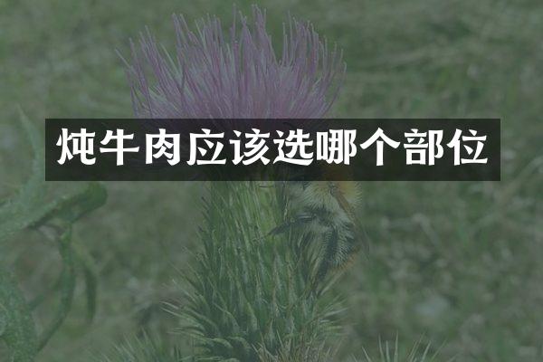 炖牛肉应该选哪个部位