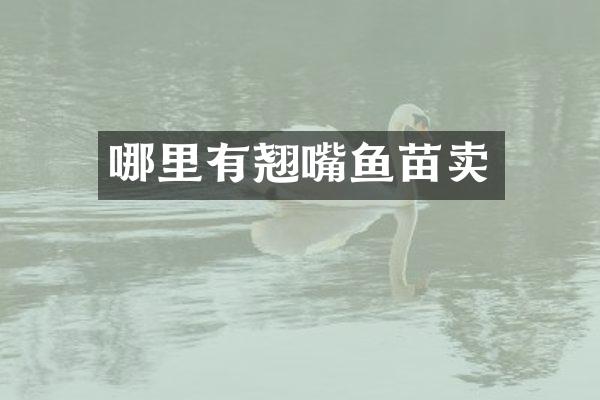 哪里有翘嘴鱼苗卖