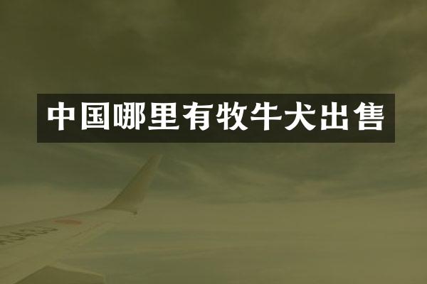 中国哪里有牧牛犬出售