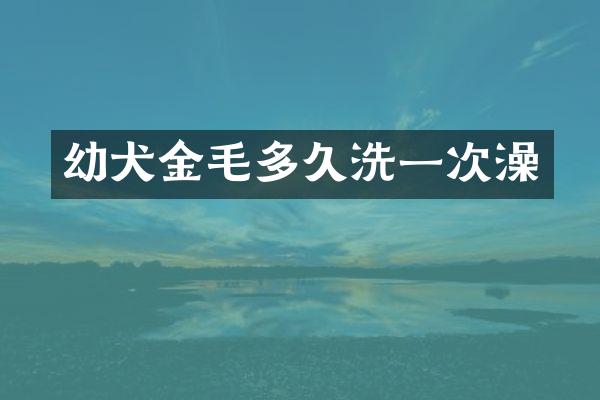 幼犬金毛多久洗一次澡