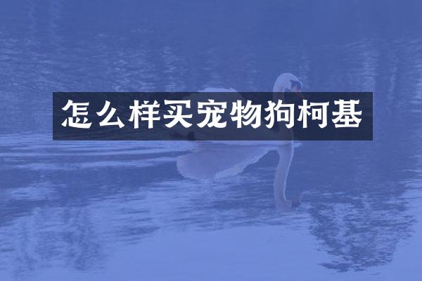 怎么样买宠物狗柯基